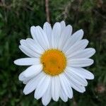 Leucanthemum vulgareKvět