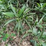 Acacia melanoxylon Лист