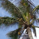 Cocos nucifera List