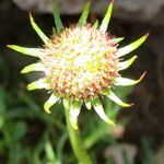 Scabiosa japonica Flors