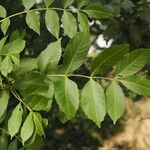 Fraxinus excelsiorЛисток