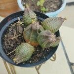 Euphorbia obesa অভ্যাস