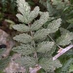 Rubus thibetanus Hoja