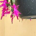 Schlumbergera bridgesii Flor