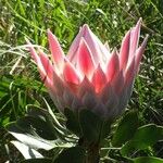 Protea caffra Flower