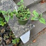 Persicaria campanulata Leaf