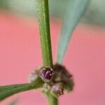 Ammannia baccifera 葉