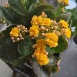 Kalanchoe crenataFlower