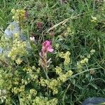 Astragalus glaux Floare