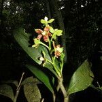 Prosthechea crassilabia Leaf