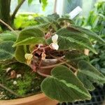 Begonia imperialis Hábitos