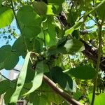 Bauhinia forficata Liść