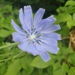 Cichorium endiviaКветка