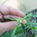 Carex intumescens Fruit