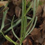 Centaurea graminifolia Blatt