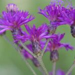 Vernonia gigantea Flower