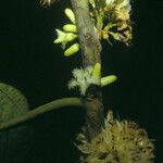 Emmotum fagifolium Virág