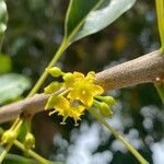 Sideroxylon foetidissimum Flower