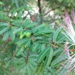 Calliandra eriophylla Lapas