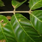 Guarea grandifolia 樹皮