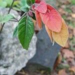 Justicia brandegeeana Hoja