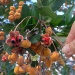 Cupaniopsis anacardioides Fruit