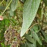 Viburnum rhytidophyllum 葉