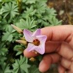 Oxalis debilisফুল