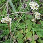 Micranthes californica Hábito