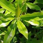 Photinia davidiana ഇല