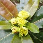 Xanthostemon multiflorus Flower