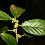 Ficus trigona फल