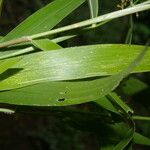 Brachiaria fasciculata Liść