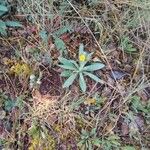 Echium italicum Lorea