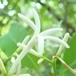 Psychotria canalensis Flor