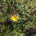 Arnica montana Floare