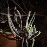 Dacrydium araucarioides List