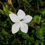 Nicotiana alata Цветок