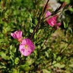 Oenothera roseaBlüte