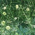 Cephalaria gigantea Flower