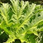 Gunnera tinctoria Blad