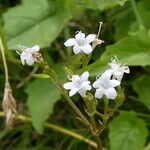 Valeriana tripteris Floare