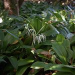 Hymenocallis caribaea Blüte
