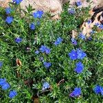 Glandora prostrata Flower