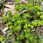Cruciata pedemontana Yaprak