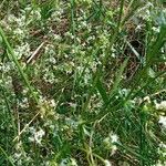 Galium mollugo Συνήθη χαρακτηριστικά