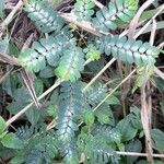 Phyllanthus niruri 形態