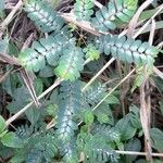 Phyllanthus niruri Habit