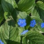 Omphalodes verna Çiçek