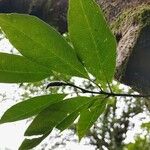 Magnolia salicifolia Blatt